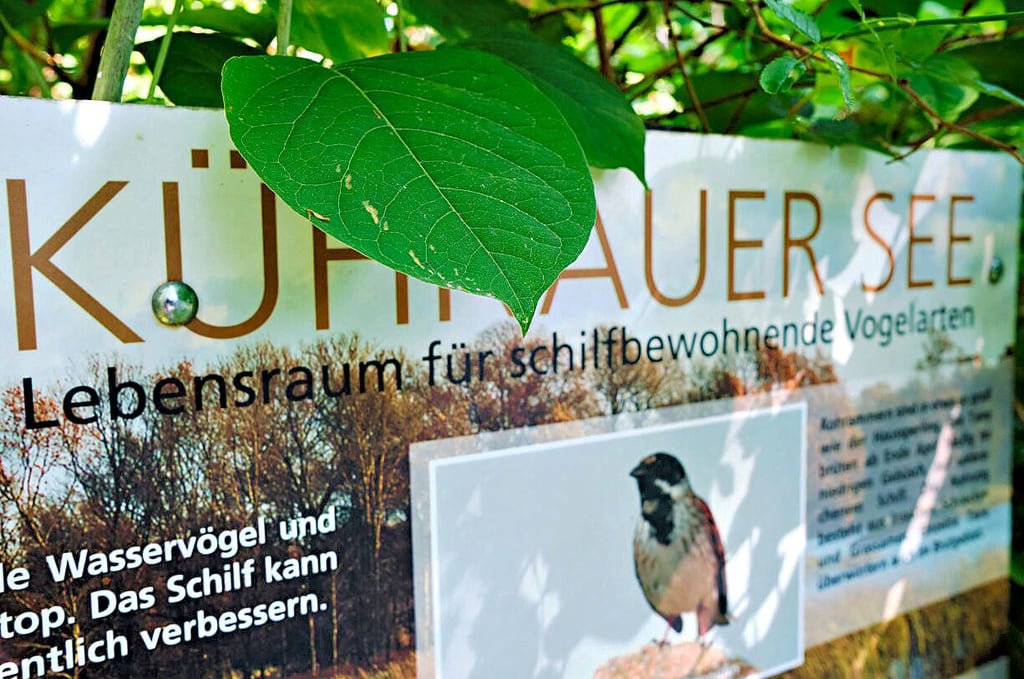 Japanischer Staudenknöterich (Fallopia japonica) überwuchert alles.