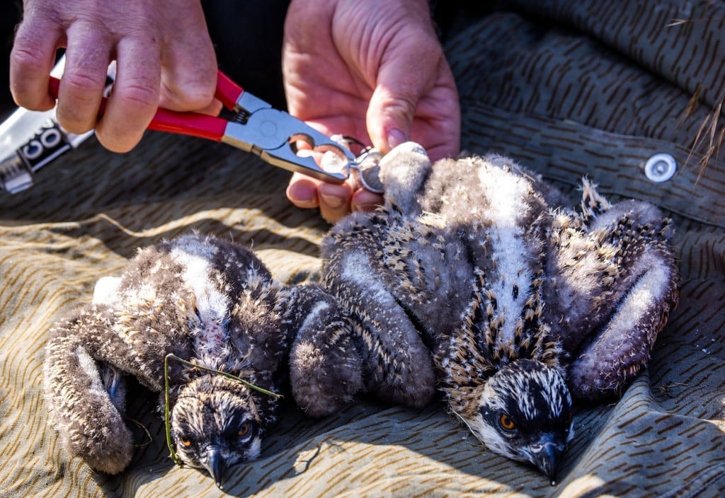 Den beiden etwa zwei Wochen alten Fischadlern werden Markierungsringe angepasst. Die Fänge der Tiere sind jedoch noch zu klein für die Ringe und sie müssen zu einem späteren Zeitpunkt beringt werden.
