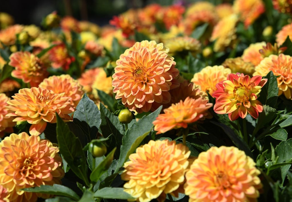 Dahlien sind beliebte Sommerblumen im Garten.