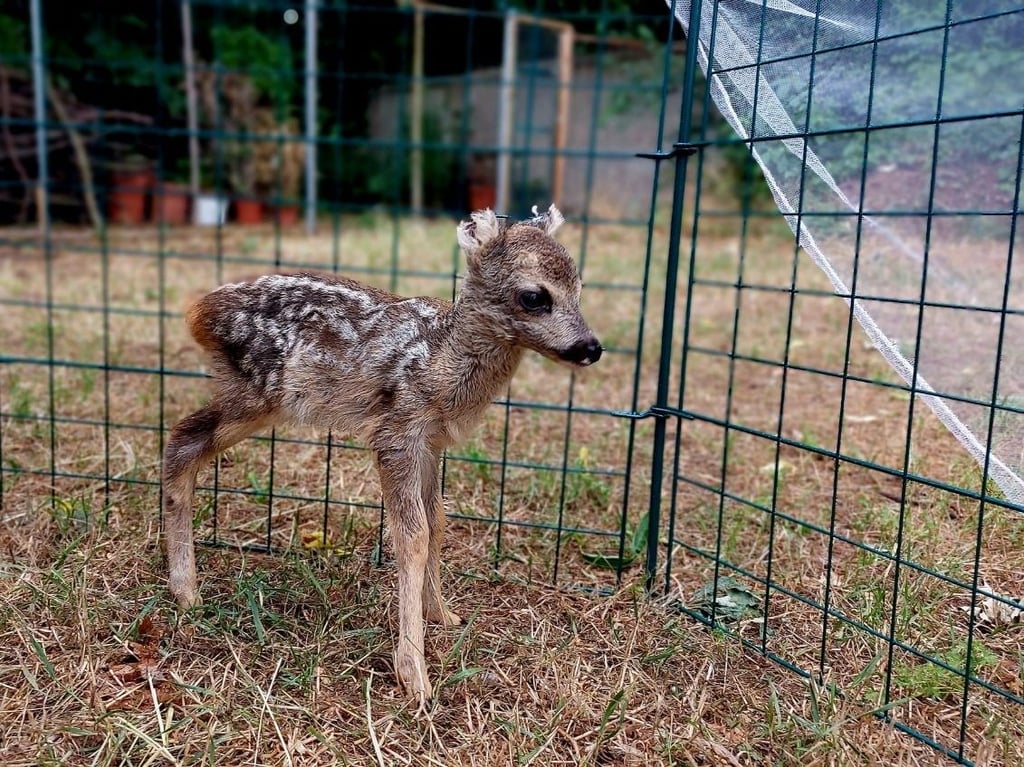 Das an den Ohren von einer Erntemaschine verletzte Rehkitz hat im Schmetterlingspark ein Zuhause gefunden.
