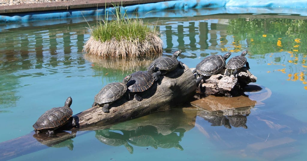 Rotwangen-Schmuckschildkröten sonnen 2014 sich im Wildpark Weißewarte.
