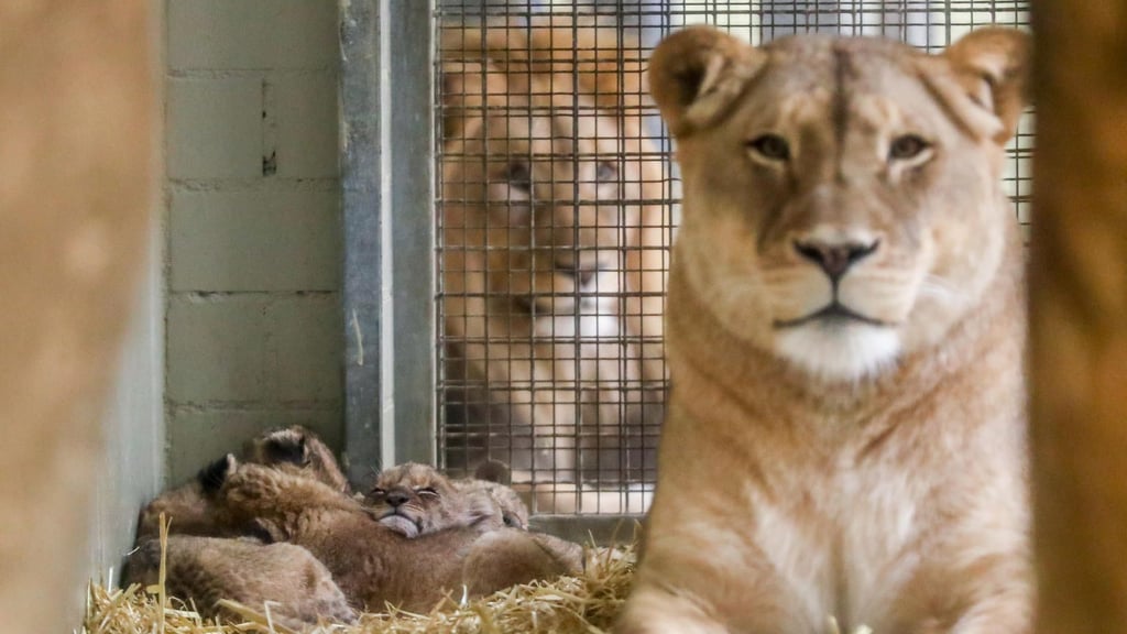 Löwin Kigali im Zoo Leipzig hat erneut Nachwuchs. Bisher kümmere sie sich sehr gut um die vier kleinen Löwenbabys. Das war bei früheren Würfen nicht immer so. 