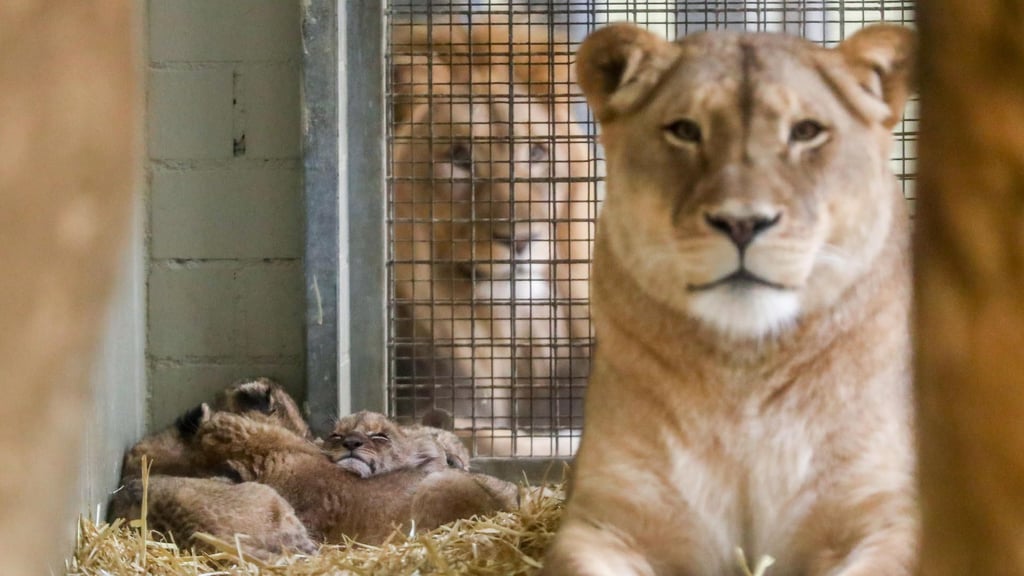 Löwin Kigali im Zoo Leipzig hat erneut Nachwuchs. Bisher kümmere sie sich sehr gut um die vier kleinen Löwenbabys. Das war bei früheren Würfen nicht immer so.