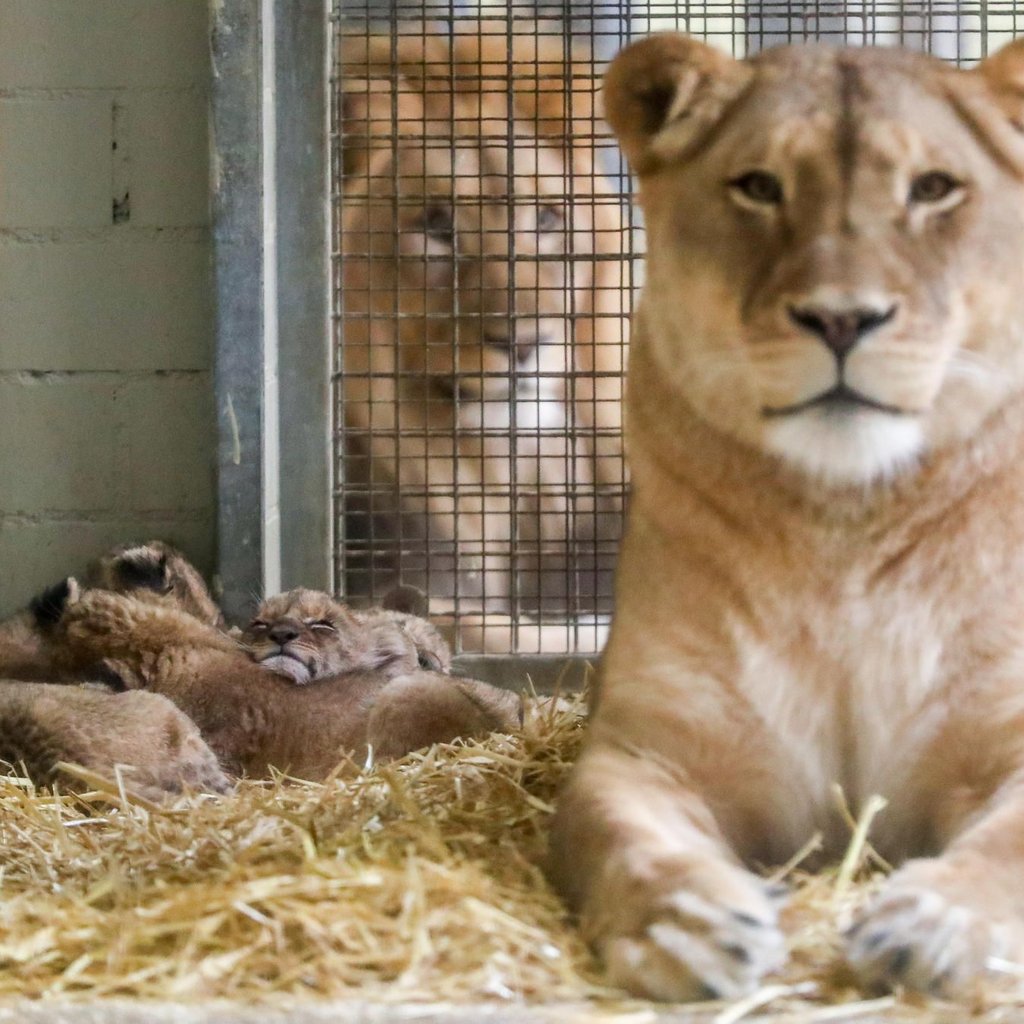 Löwin Kigali im Zoo Leipzig hat erneut Nachwuchs. Bisher überlebten zwei Würfe, in anderen Fällen tötete die Löwin ihren Nachwuchs hingegen. 