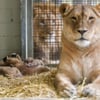 Löwin Kigali im Zoo Leipzig hat erneut Nachwuchs. Bisher überlebten zwei Würfe, in anderen Fällen tötete die Löwin ihren Nachwuchs hingegen.&nbsp;