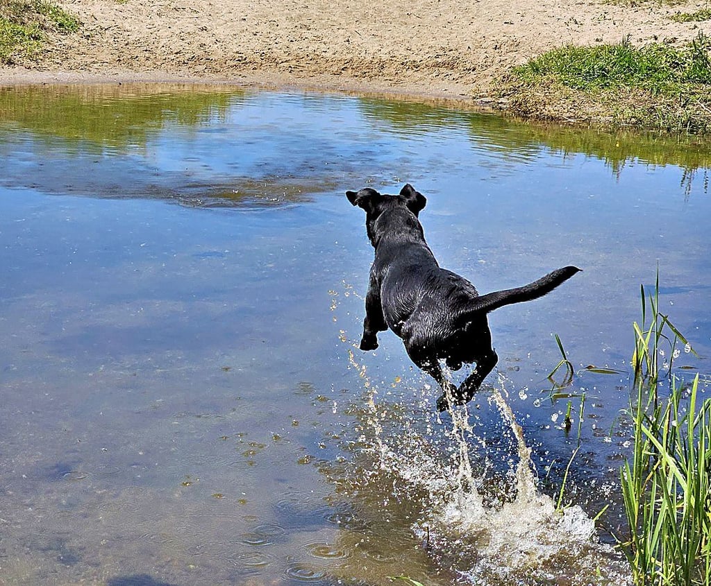 Labrador Meilow macht Freudensprünge, wenn er in Umflutehle toben kann - hier in Höhe Zipkeleben vor einigen Wochen. Von  Magdeburger Seite aus gilt der Kanal nicht als Badegewässer. 