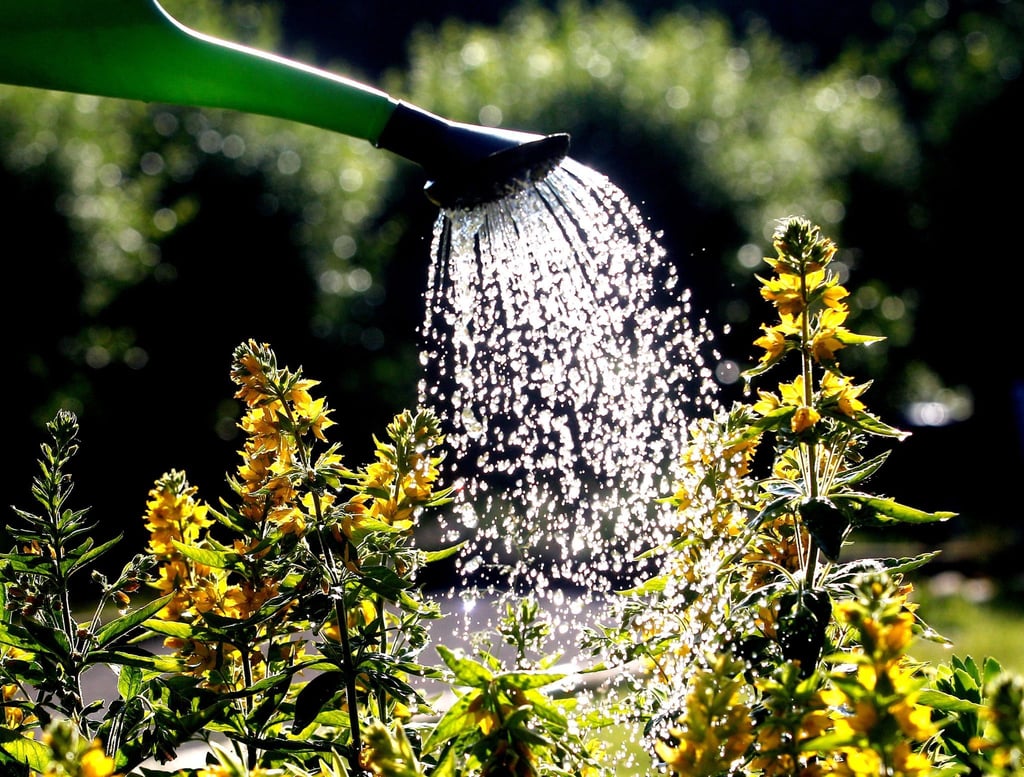 Pflanzen brauchen keine Dusche. Es ist besser für sie, wenn das Gießwasser direkt an die Erde über ihre Wurzeln gegeben wird.