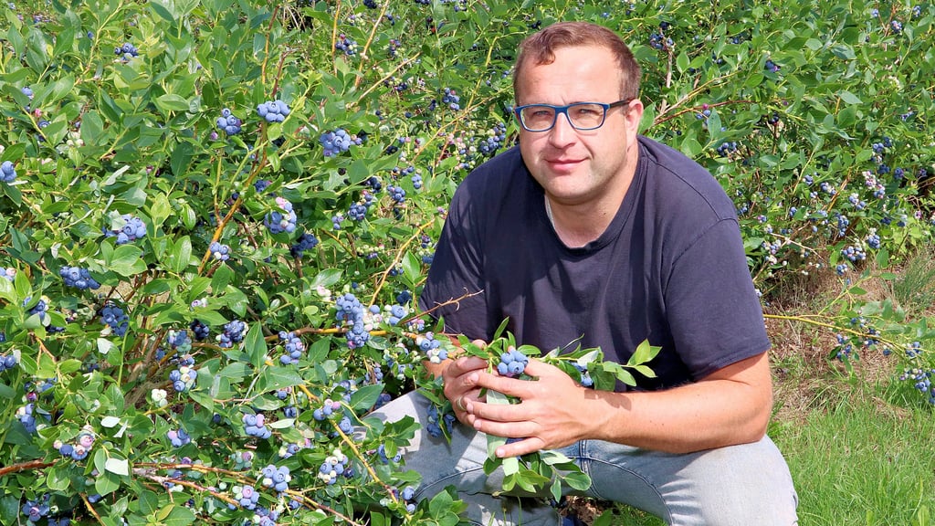 Patrick Wolter, Vorsitzender der Agrargenossenschaft Hohenseeden/Parchen, zeigt schon mal die ersten Heidelbeeren der Saison.