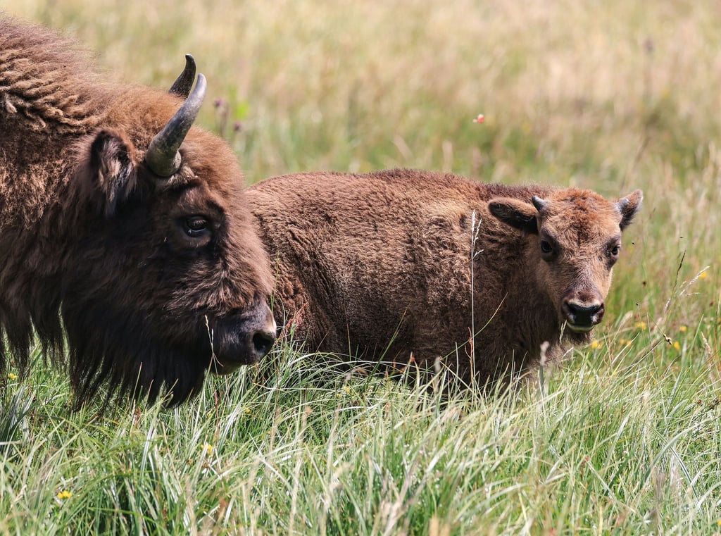 Wisente stehen in der Wildnis im Sauerland auf einer Wiese.