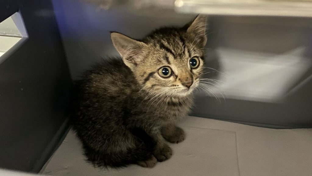 Wer kann diesen Augen widerstehen? Das Kätzchen wurde am Flughafen Leipzig/Halle gefunden.