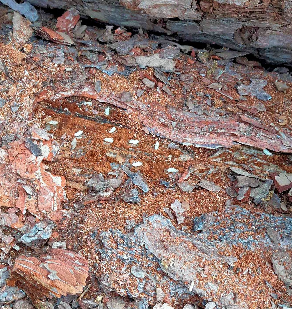 Ein Blick unter die Runde dieser befallenen Kiefer offenbart den Befall des Baumes mit dem Borkenkäfer. Waldbesitzer sind aufgefordert, ihre Bestände zu kontrollieren.