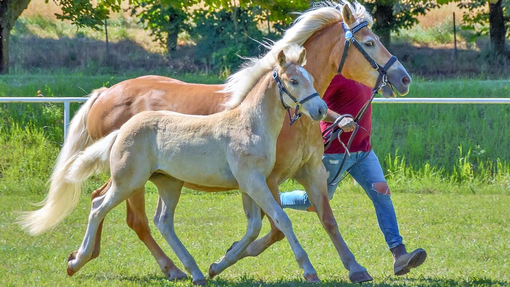 Gudrun Meier aus Ummendorf führte ein Haflinger Hegnstfohlen vor.