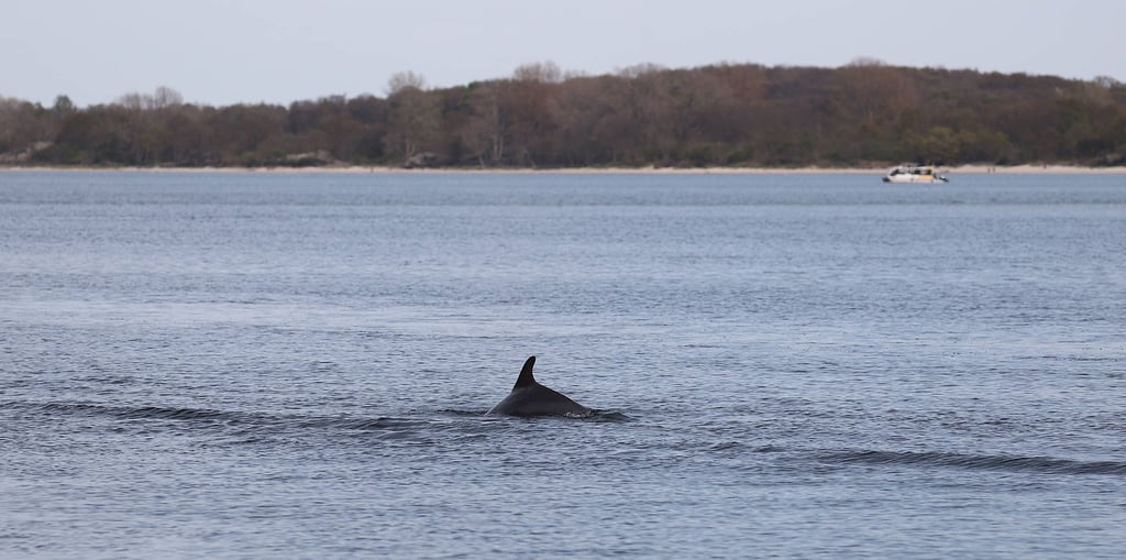 Das ist der Delfin "Delle", der zuletzt in der Ostsee gesichtet wurde.