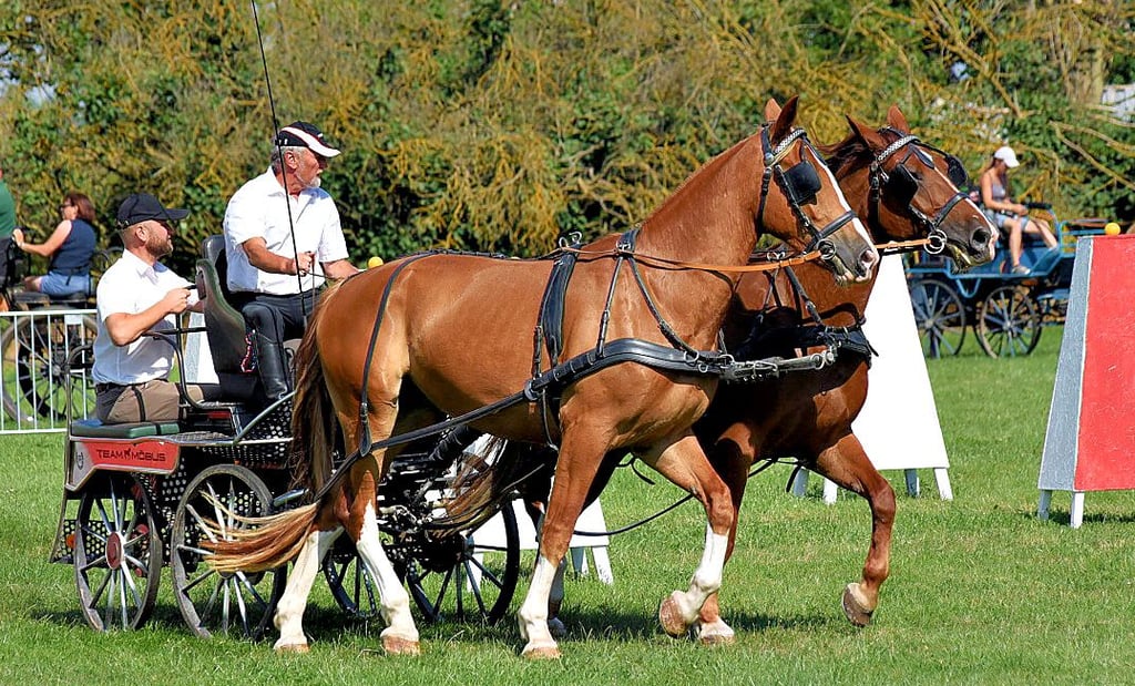 Cornell und Heiner Möbus mit ihren schweren Warmblutpferden Lex und Elly im Parcours.