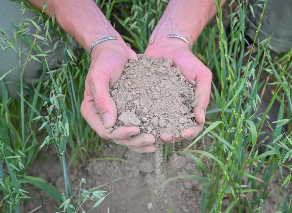 Ein Landwirt zeigt mit seinen Händen die trockene Erde in einem Haferfeld.