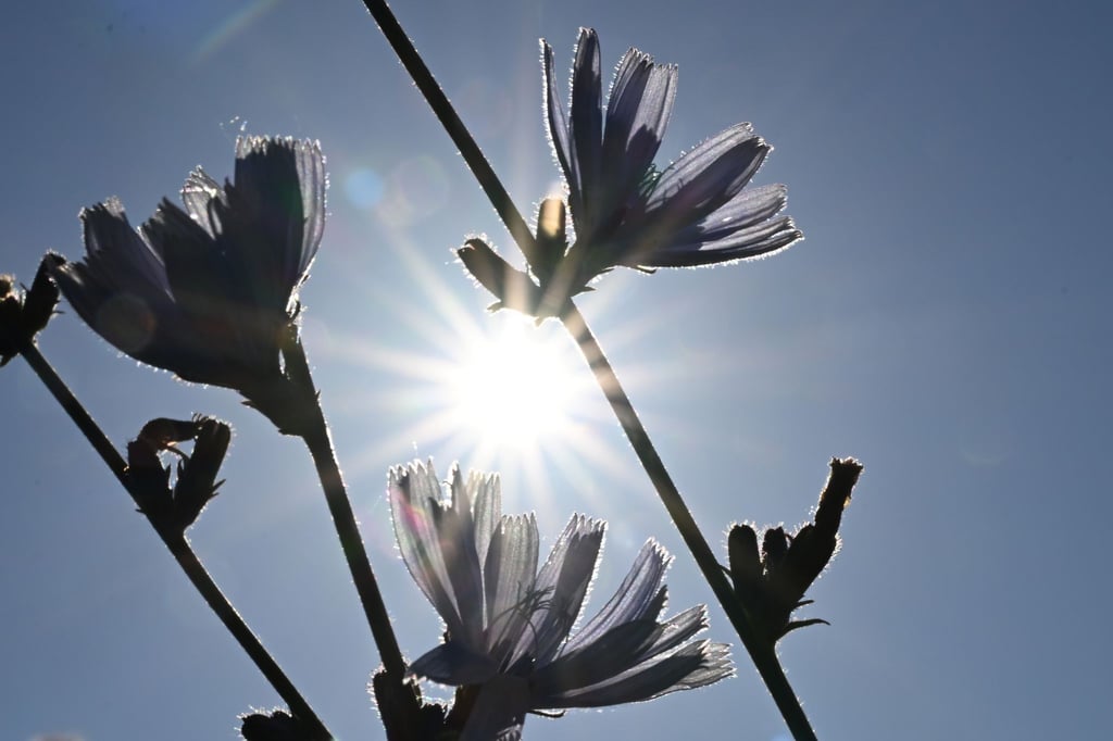 In vielen Orten von Sachsen-Anhalt war der 9. Juli noch nie so heiß wie in diesem Jahr.