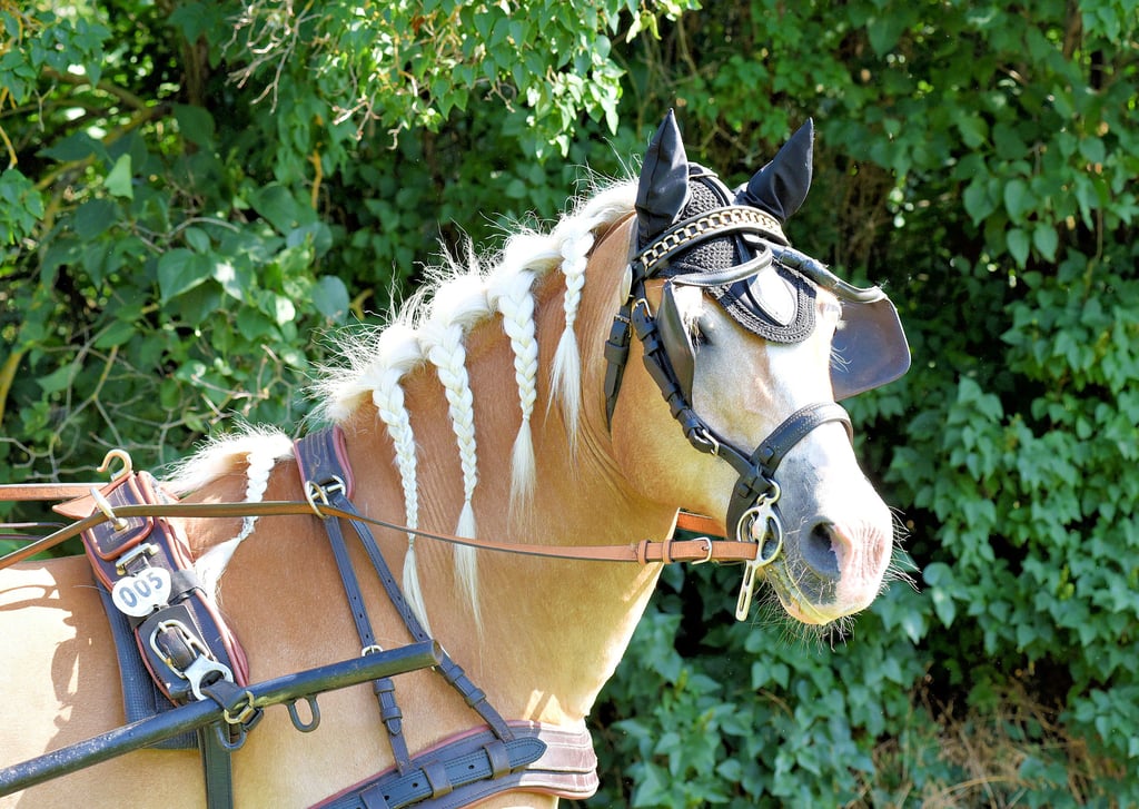 Bevor der Haflinger Nepomuk seine Startnummer bekommt und angeschirrt wird, muss er erstmal zum „Friseur“. Halterin und Reitsportlerin Jessika Heider bringt dann die blonde Mähne in Form.