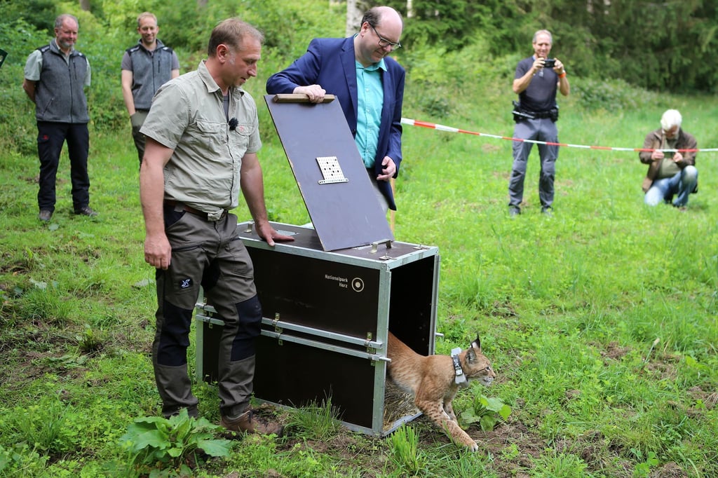 Christian Meyer (Bündnis 90/Die Grünen) und Ole Anders (l), Koordinator Projektes, öffnen die Transportbox, aus der der Luchs in die Freiheit geht.