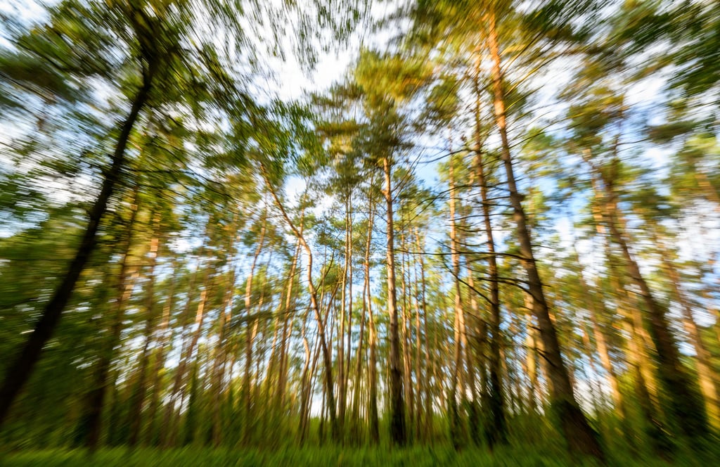 Waldbrandgefahr im Stadtwald Bürger Holz bei Burg, deshalb gilt jetzt "Betreten verboten".