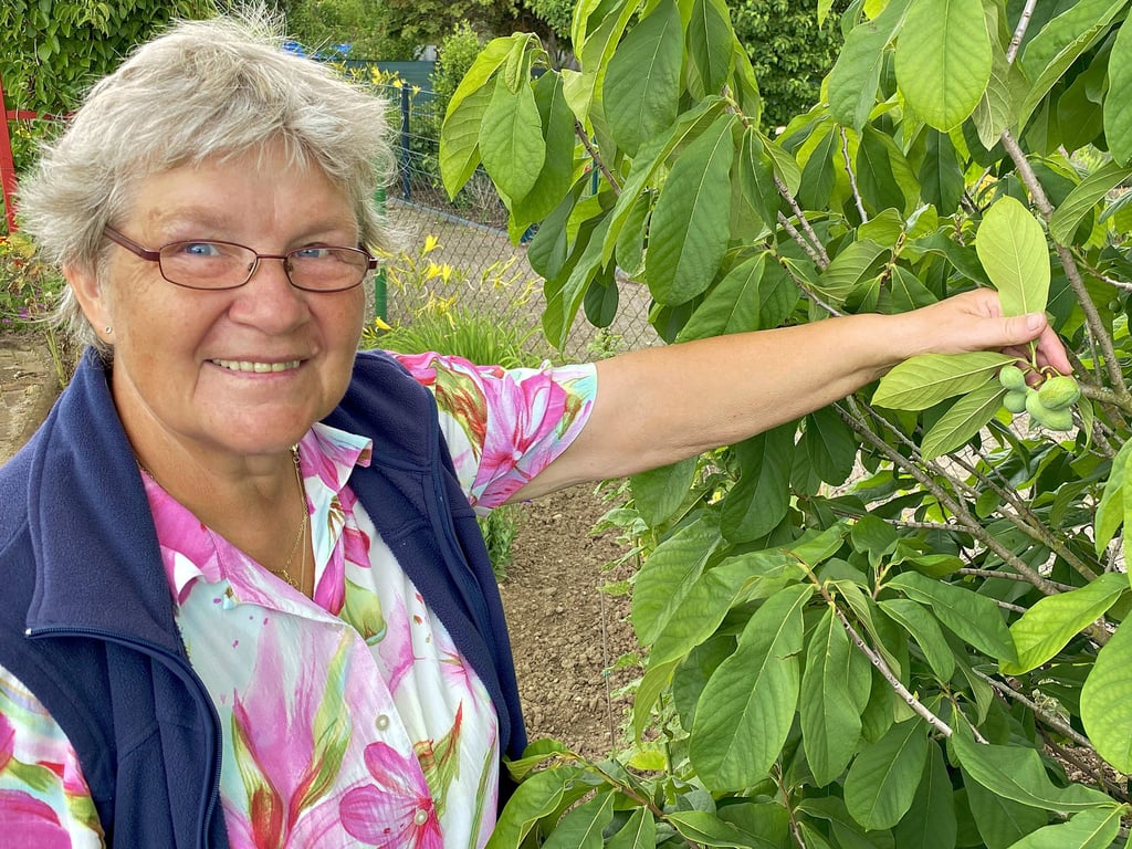 Veronika Schmidt, die seit 1976 eine Parzelle im Kleingarten „Abendfrieden“ pflegt, vor einem ihrer zwei Pawpaw-Bäume. Die süßen Früchte verwendet sie hauptsächlich zur Herstellung von Marmeladen.