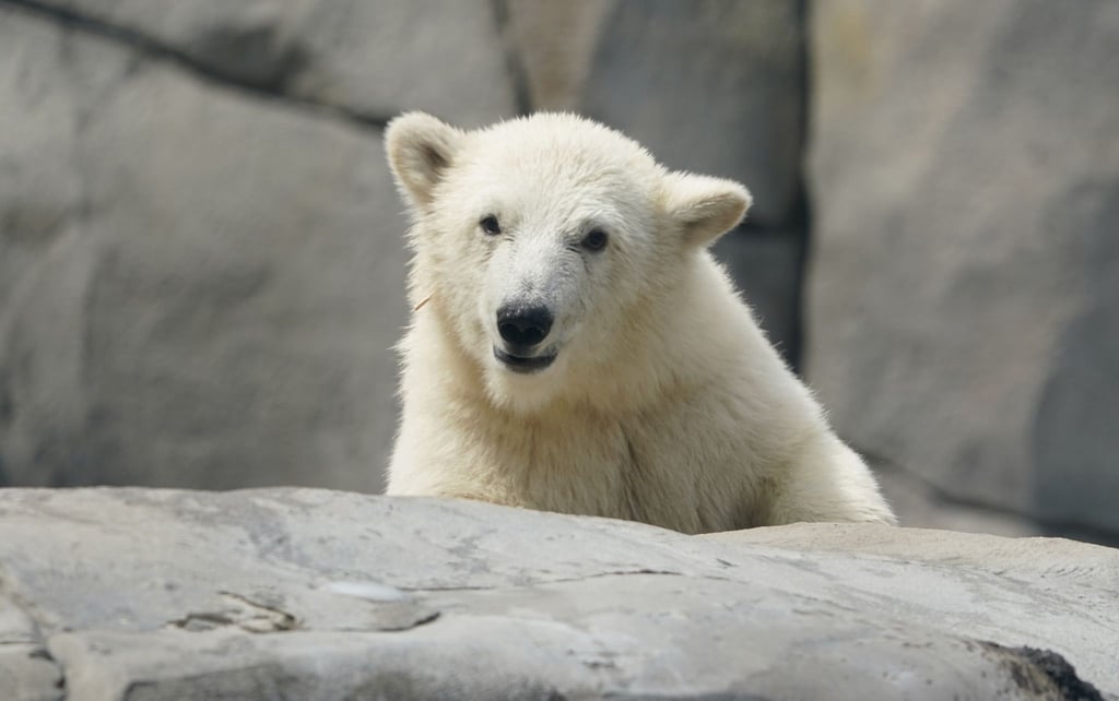 Die kleine Eisbärin läuft durch die Außenanlage im Eismeer im Tierpark Hagenbeck.