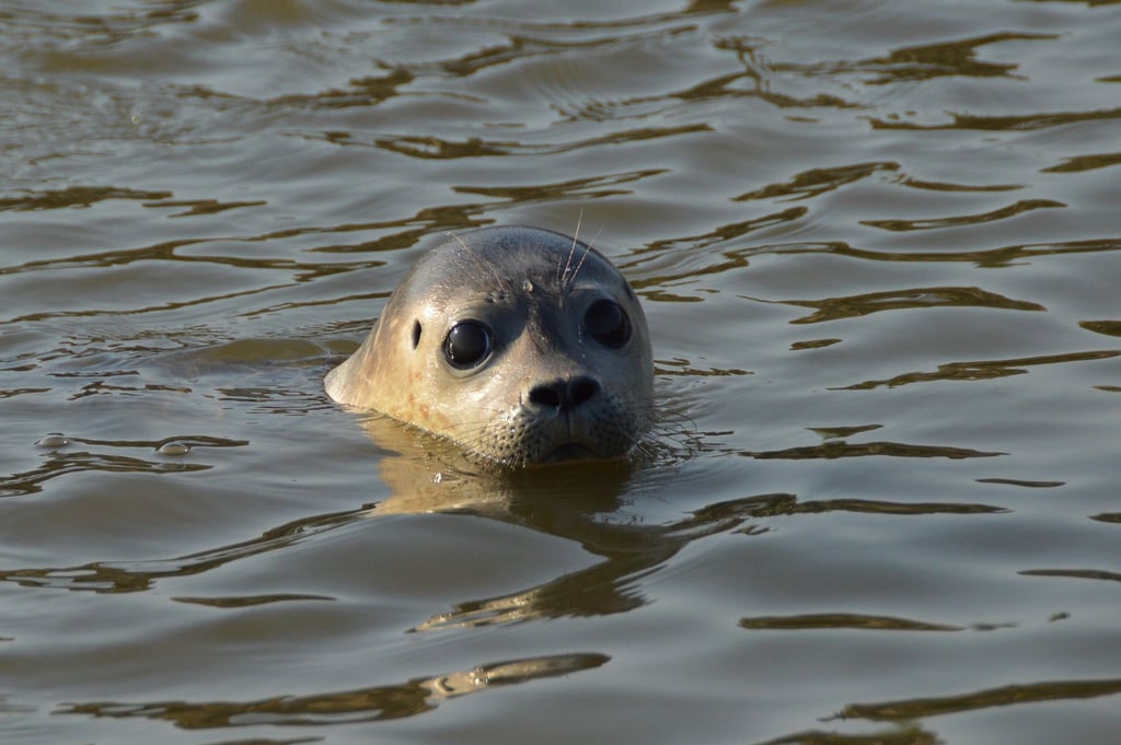 Seehund-Heuler „Manu“ schwimmt nach nur sieben Wochen in der Seehundstation Friedrichskoog bei seiner Auswilderung im Wasser.