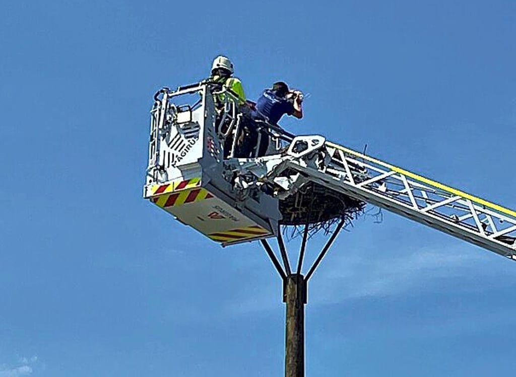 Die örtliche Feuerwehr unterstützte Gottschalk dabei, die beiden jungen Störche wieder in das „Storchennest“ zu setzen.