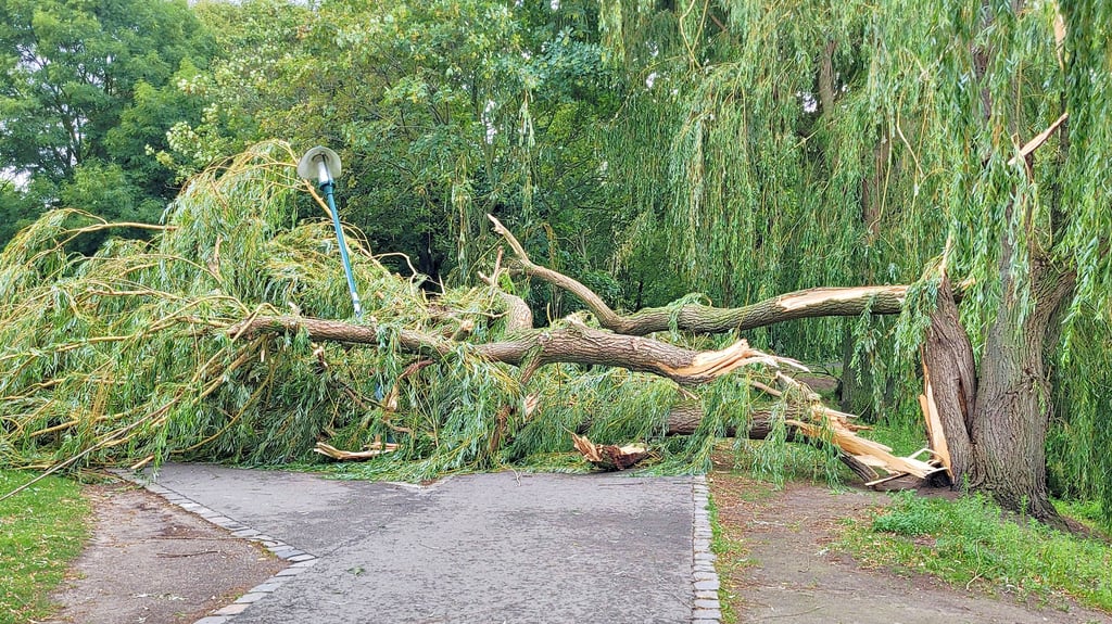 Der Rundweg um den Stadtsee in Stendal wurde unter anderem von diesem umgestürzten Baum versperrt, der im Fallen auch noch eine Laterne umgerissen hat.