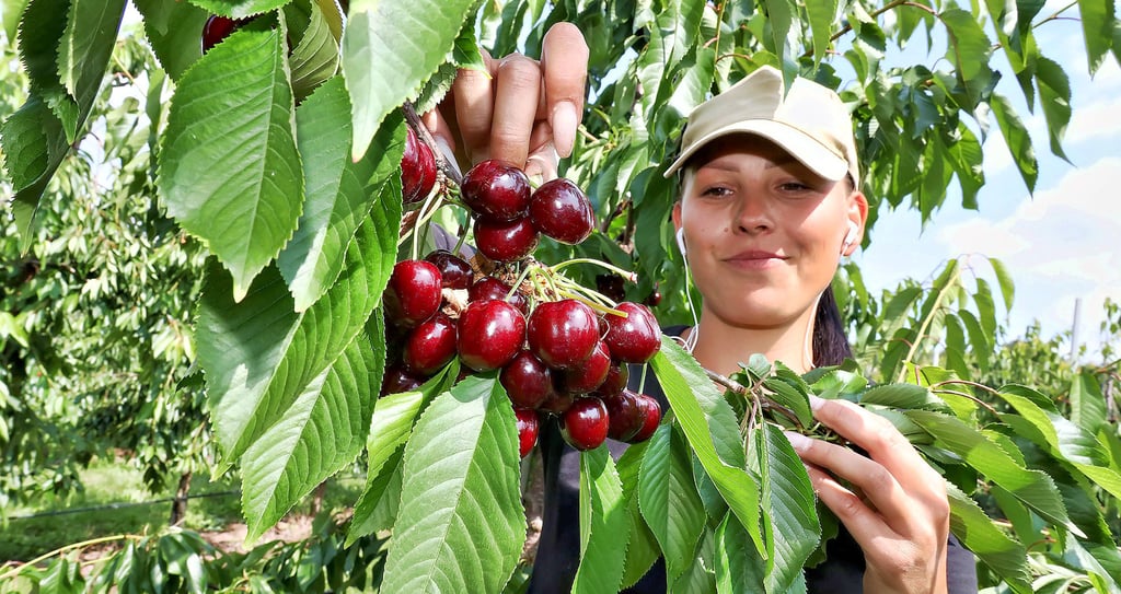 Monika Poslad ist eine von derzeit 35 Erntehelferinnen und-helfern aus Polen und Rumänien, die auf den Plantagen des Obsthofs Am Süßen See arbeiten. Aktuell werden in der Nähe von Wormsleben Kirschen der Sorte Kordia geerntet.
