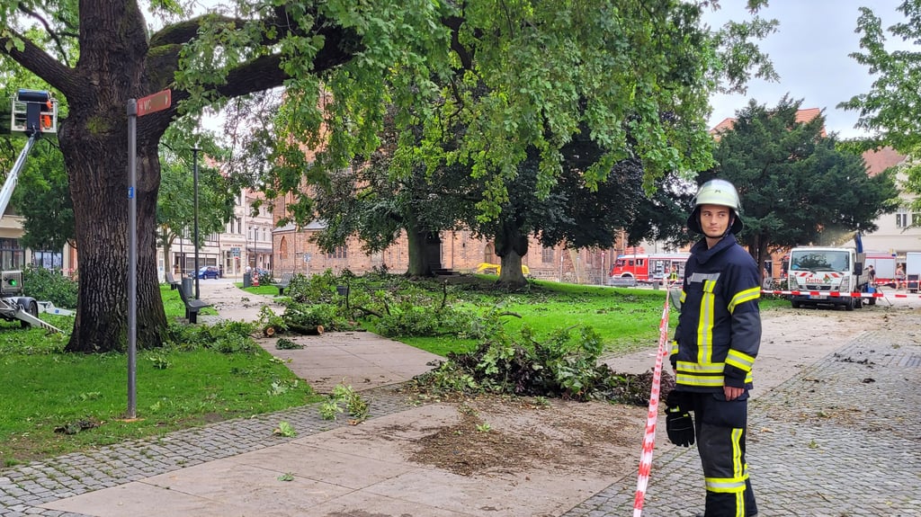 Auch der große Baum auf dem Winckelmannplatz in Stendal, dessen mitwachsende Lichterkette immer für eine besondere Atmosphäre sorgt,  musste "Federn lassen".