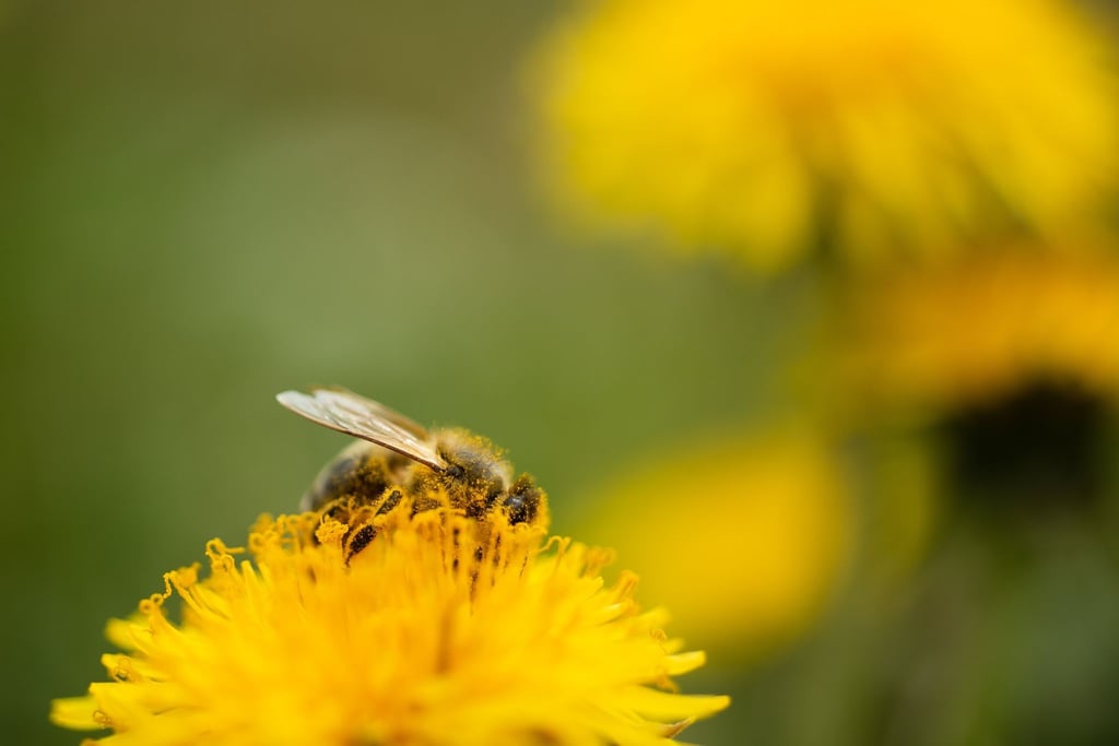 Gerade Löwenzahn ist für Bienen besonders wertvoll: Er blüht bis in den Oktober hinein.