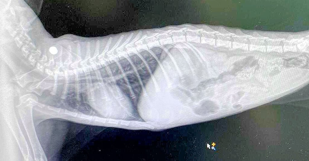 Das Röntgenbild brachte dem Veterinär in der Tierarztpraxis Vorsfelde Gewissheit: Die Munition steckte ganz nah am Rückgrat der Katze.