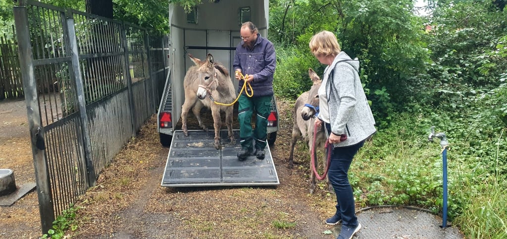 Die neuen Esel kommen im Tierpark Dessau an.