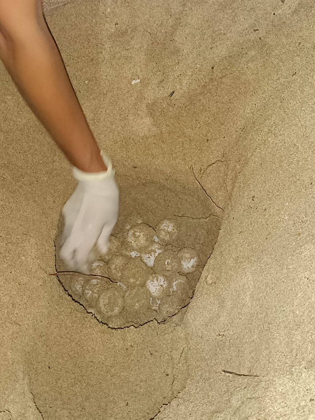 Das Bild zeigt das Nest einer Unechten Karettschildkröte am Strand auf Mallorca.
