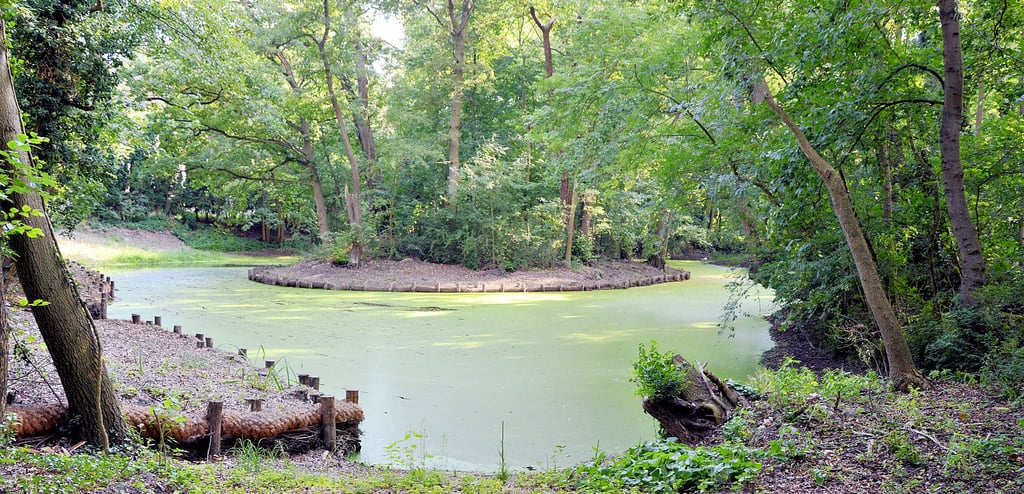 Ein Naturschutzprojekt im Landkreis Stendal: Nach dem Vorbild des ersten Sanierungsabschnittes soll auch der zweite Teil desSchlossteiches in Krüden bei Seehausen renaturiert werden. Ab Oktober 2022 kehrte das Wasser zurück. Mit ihm auch jede Menge Entenflott (Wasserlinse).