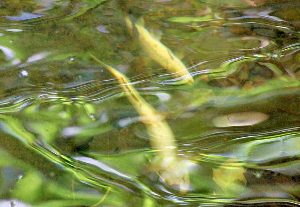 Mit dem Absammeln der toten Fische aus der Ilse ist am Donnerstag begonnen worden.