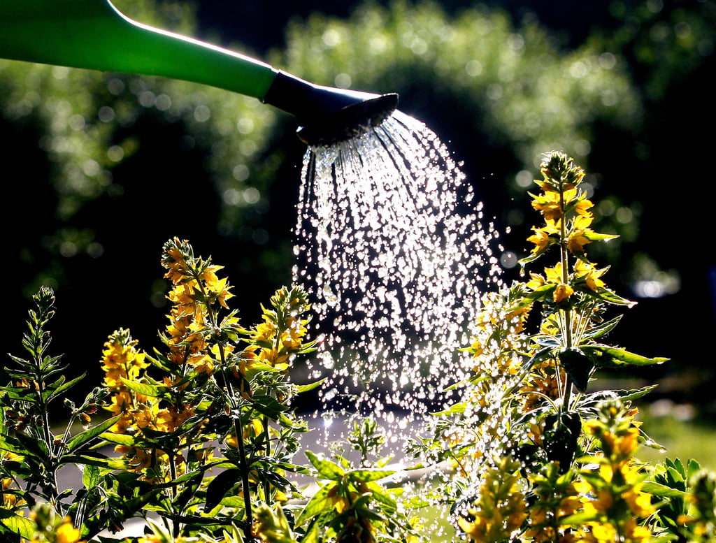 Wegen der Trockenheit ruft die Untere Wasserbehörde des Burgenlandkreises zum Wassersparen auf. So sollte der Garten nur in den Morgen- und Abendstunden bewässert werden.