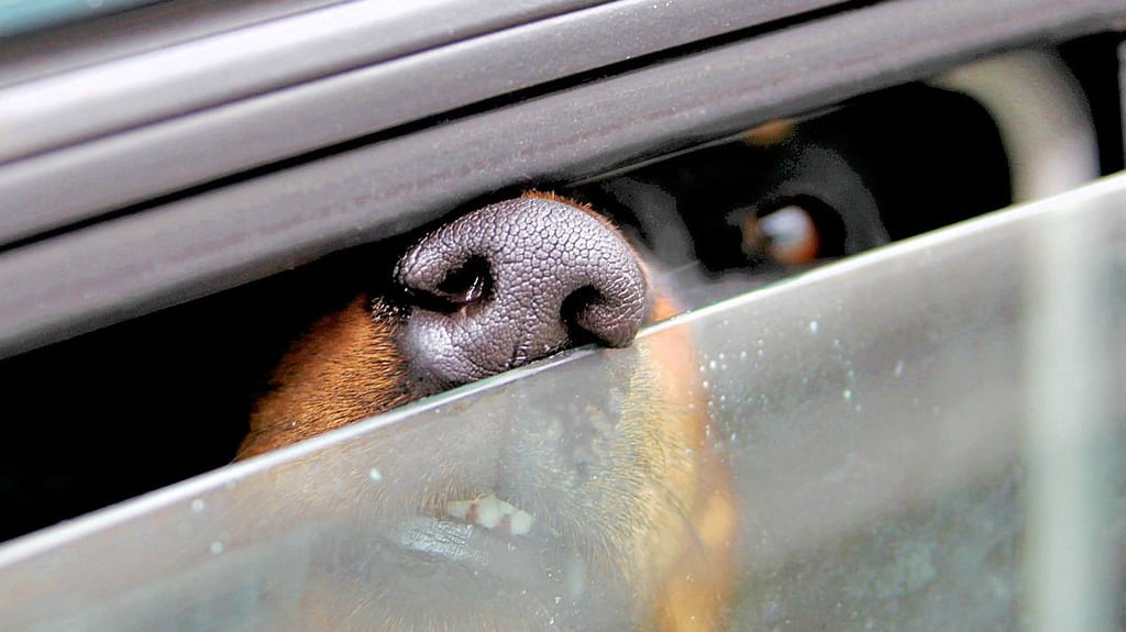 Hunde und andere Tiere sollten im Sommer nicht im Auto zurückgelassen werden.