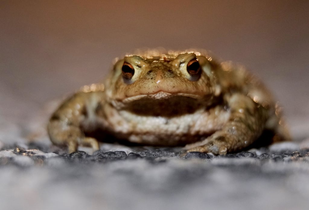 Eine Erdkröte (Bufo bufo) sitzt auf einer Straße am Stadtrand. Die Trockenheit in Sachsen-Anhalt macht den Kröten zu schaffen. Umweltschützer registrieren ein Zusammenbrechen der Bestände.