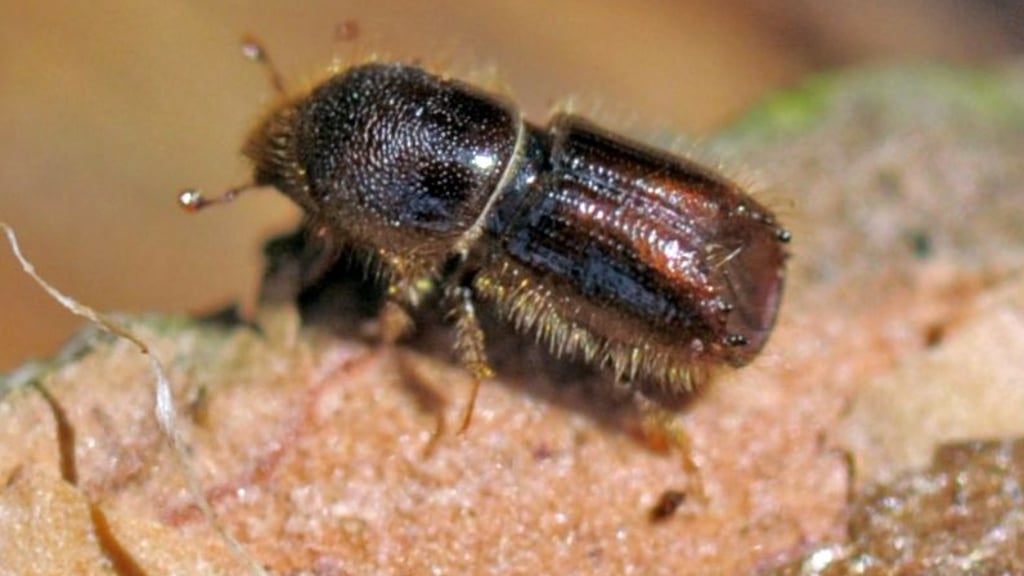 Ein Borkenkäfer kriecht im Rossauer Wald über eine Fichte. Inzwischen hat er sich die Kiefern im Landkreis Börde als neuen Tummelplatz auserkoren.