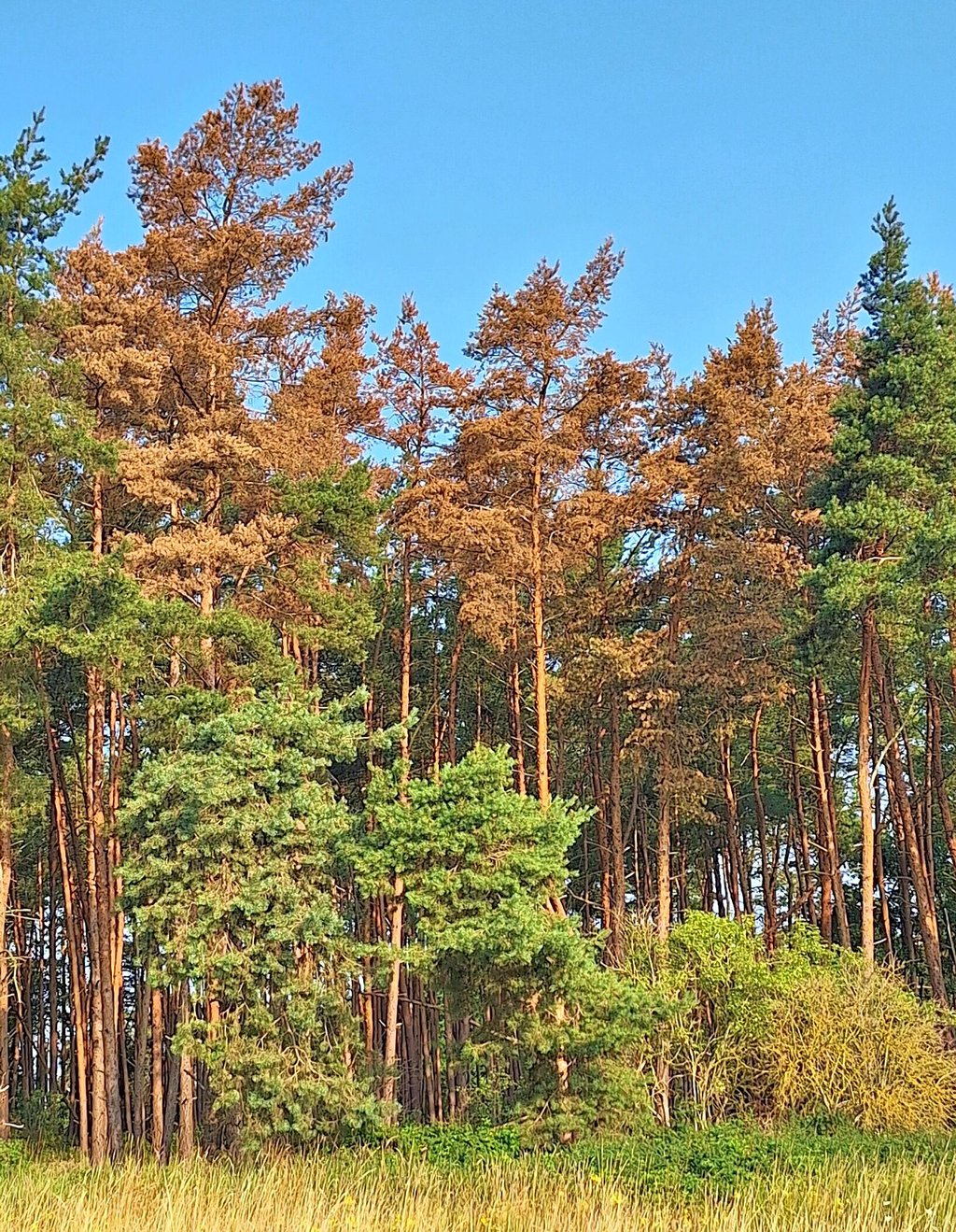 Vom Borkenkäfer befallene Kiefern – wie hier bei Mannhausen – sind derzeit überall im Gebiet des Betreuungsforstamtes Flechtingen festgestellt worden. Die Bäume müssen schnellstmöglich aus dem Wald geholt werden.