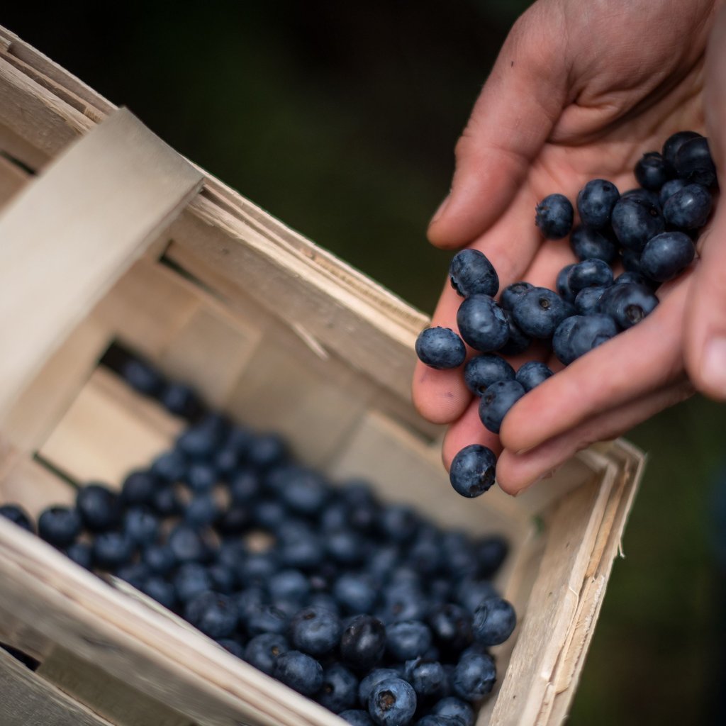 Ernährung 75 bis 100 Gramm Heidelbeeren pro sind Tag gesund