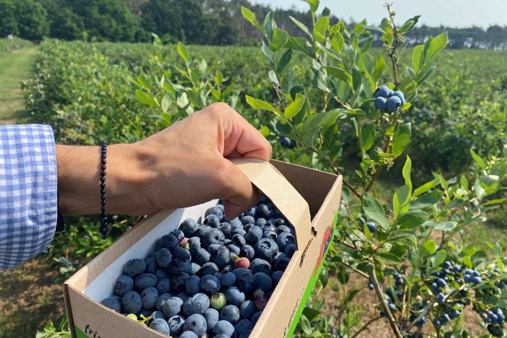 Landwirtschaft: Wie Heidelbeeren auch im eigenen Garten wachsen