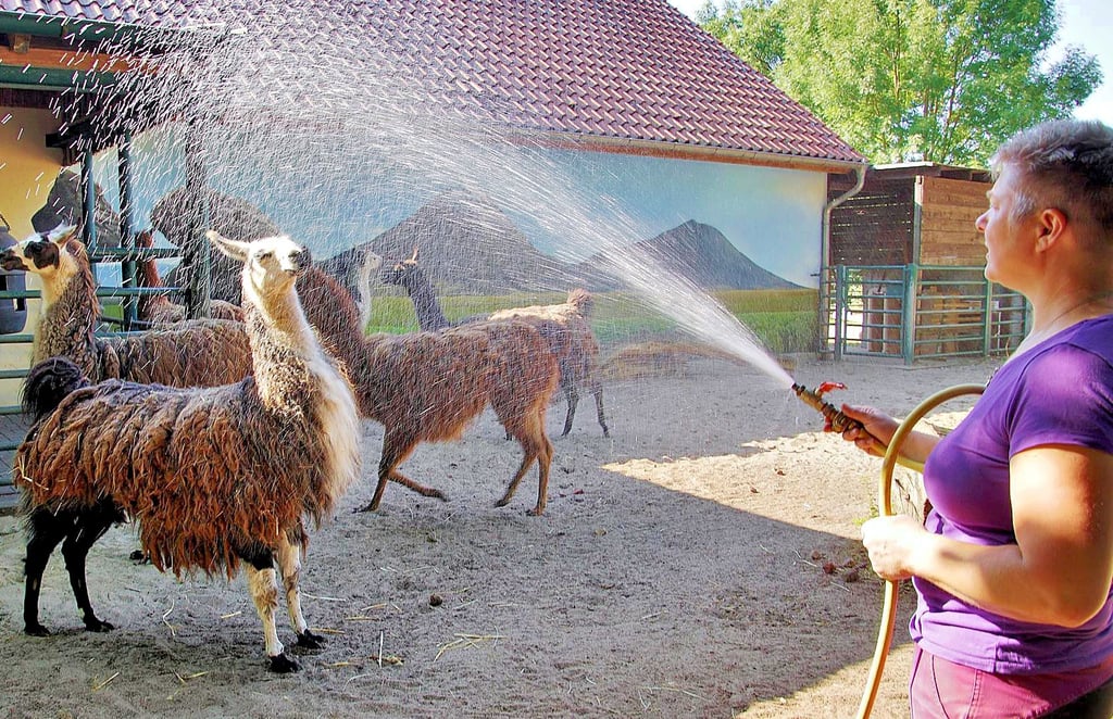 Erfrischung für die Lamas im Tiergarten Stendal. Die Zootechnikerin Kerstin Nagel verabreicht ihnen ein Duschbad, zumal an diesem Tag das Thermometer weit über 30 Grand Celsius angezeigt hat.