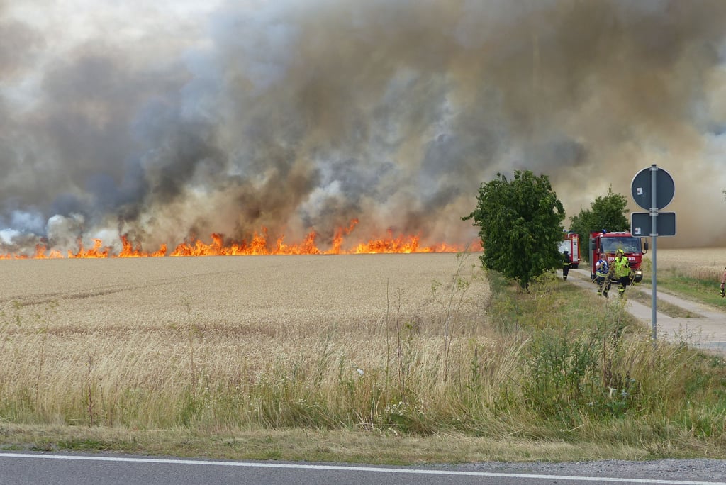 Feldbrand bei Zörbig: Flammen fressen sich durch das Getreidefeld: