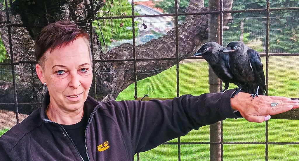 Yvonne Falcke kümmert sich in Schönhausen um Turmfalken, Dohlen und andere Vögel, die zum Beispiel an der Kirche gefunden werden. Diese beiden jungen Dohlen kann sie bald auswildern.