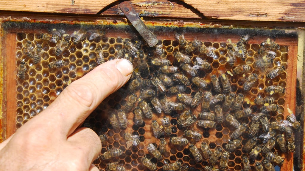 In der Wabe tummeln sich die Bienen-Arbeiterinnen rund um ihre Königin.