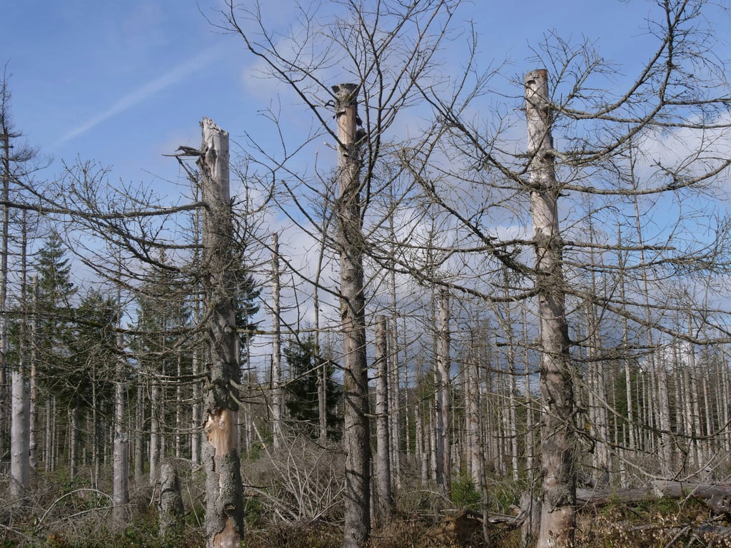 Baumsterben im Nationalpark Harz. (Symbolbild)