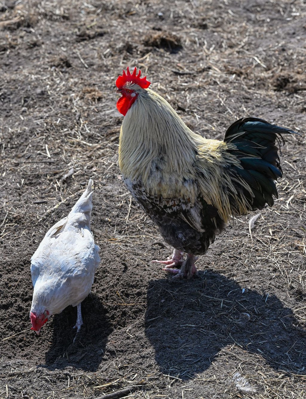 Ein Hahn und ein Huhn auf einem Bauernhof in der Freilandhaltung.