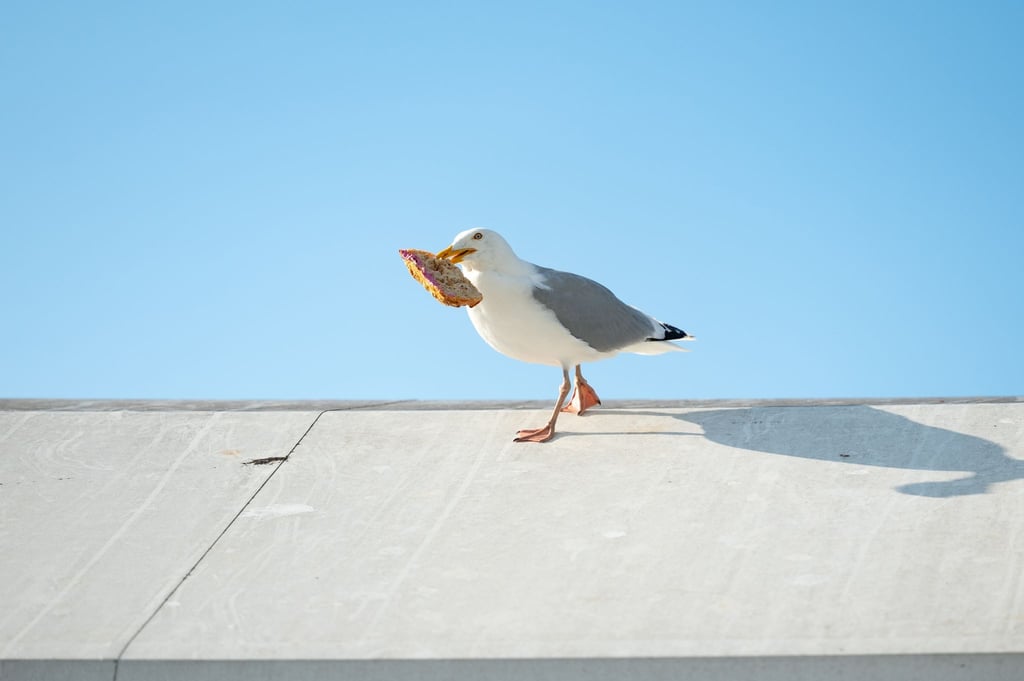 Eine Möwe auf einem Dach.